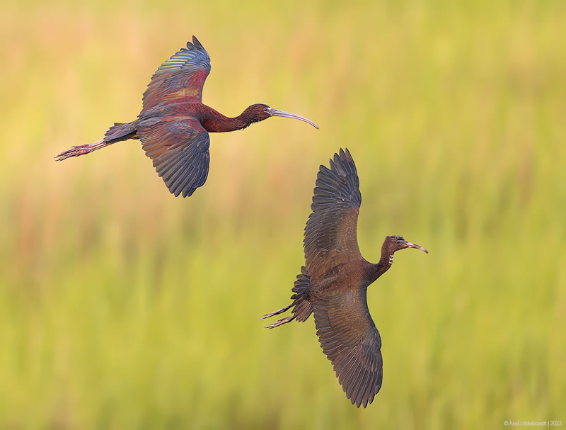 Bird Photography by Axel Hildebrandt