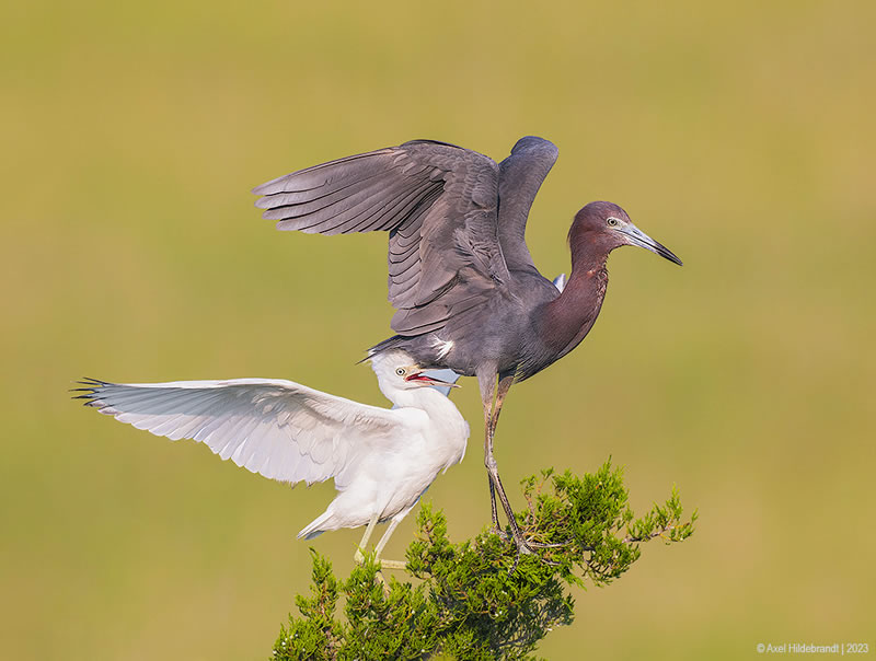 Bird Photography by Axel Hildebrandt