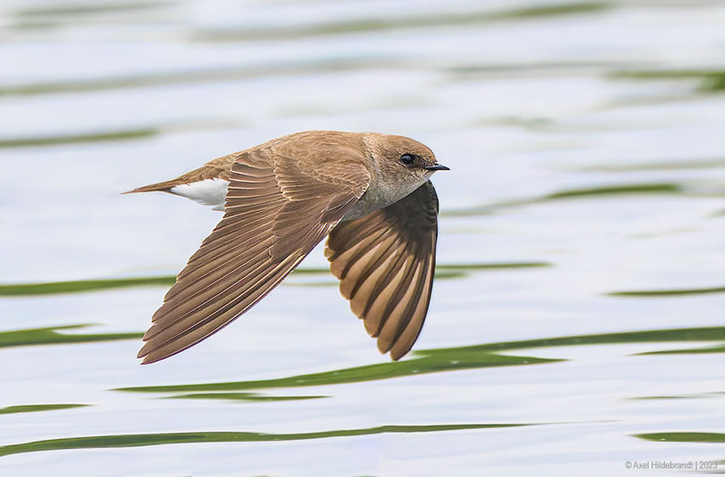 Bird Photography by Axel Hildebrandt