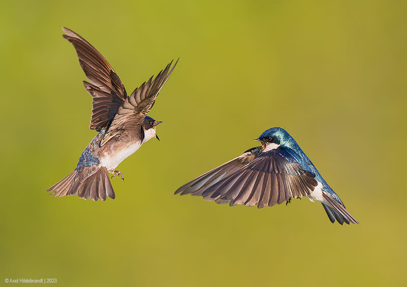 Bird Photography by Axel Hildebrandt