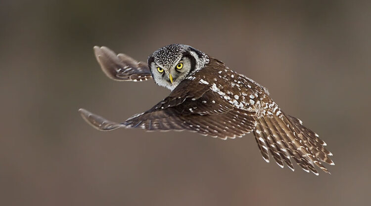 Bird Photography by Axel Hildebrandt