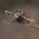 Bird Photography by Axel Hildebrandt