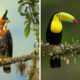 Bird Photographs In Costa Rica by Supreet Sahoo