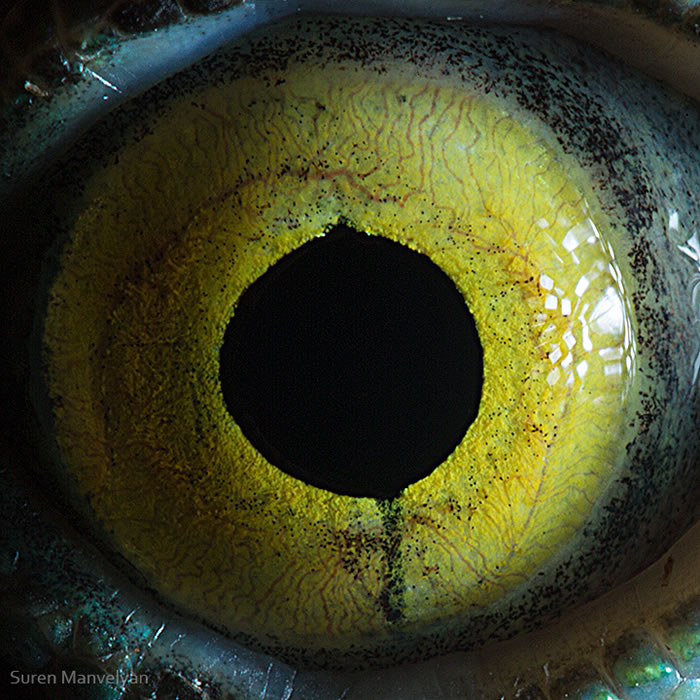 Closeup Photos Of Animal Eyes by Suren Manvelyan