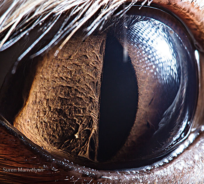 Closeup Photos Of Animal Eyes by Suren Manvelyan