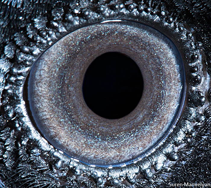 Closeup Photos Of Animal Eyes by Suren Manvelyan