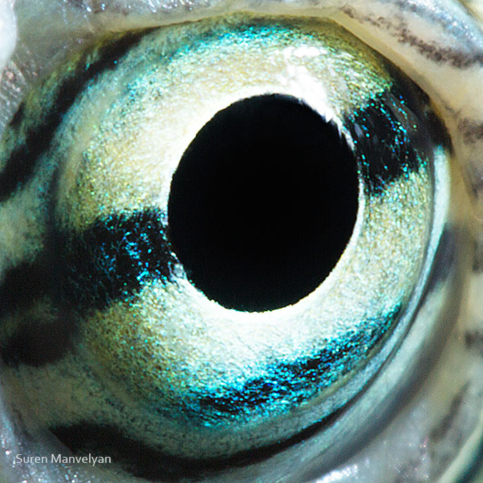 Closeup Photos Of Animal Eyes by Suren Manvelyan