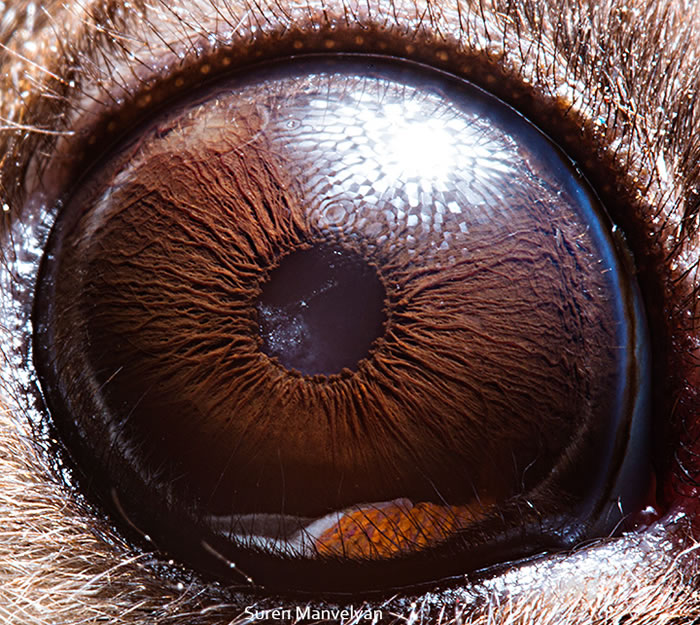 Closeup Photos Of Animal Eyes by Suren Manvelyan