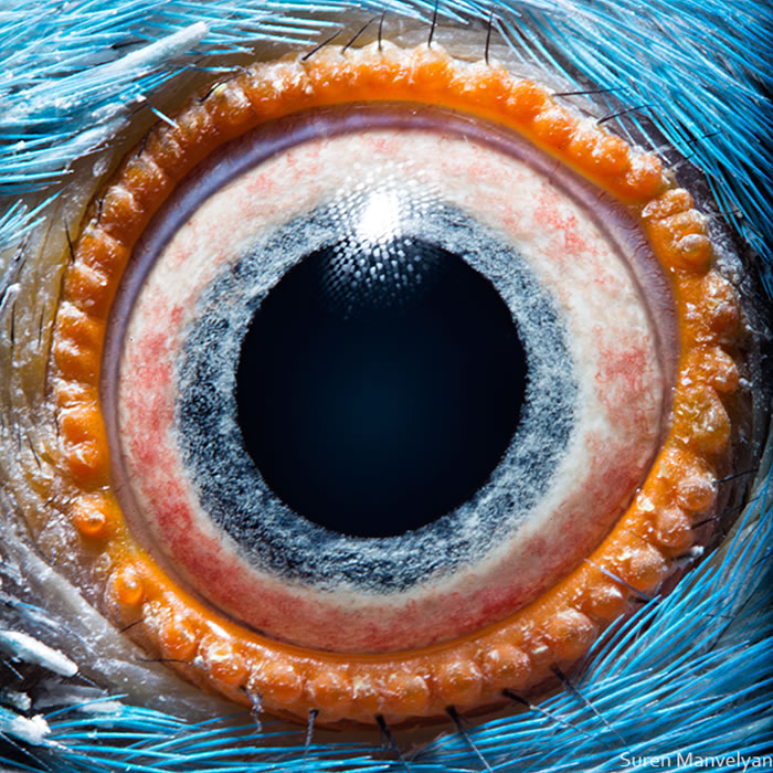 Closeup Photos Of Animal Eyes by Suren Manvelyan