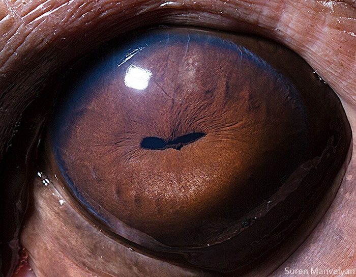 Closeup Photos Of Animal Eyes by Suren Manvelyan