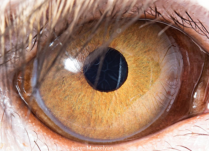 Closeup Photos Of Animal Eyes by Suren Manvelyan