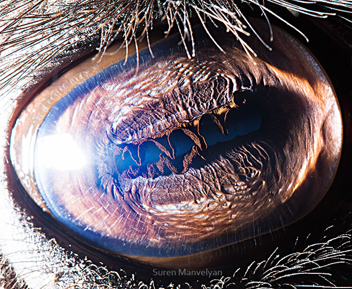 Closeup Photos Of Animal Eyes by Suren Manvelyan