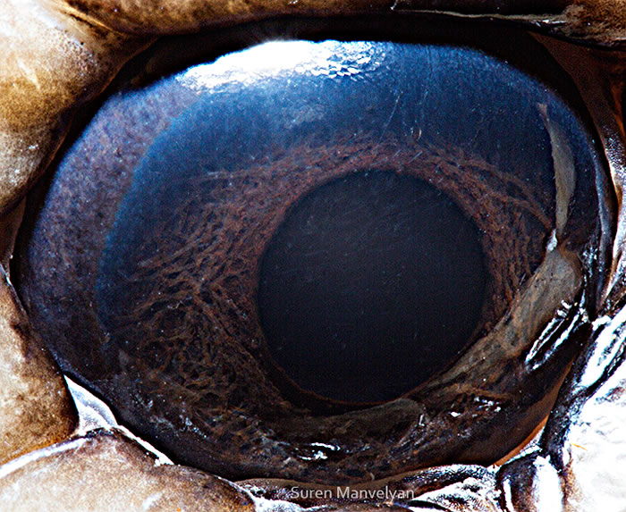 Closeup Photos Of Animal Eyes by Suren Manvelyan