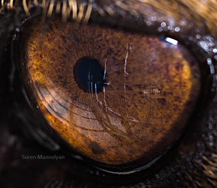 Closeup Photos Of Animal Eyes by Suren Manvelyan