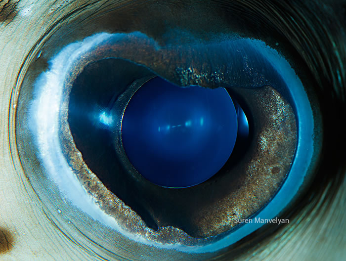 Closeup Photos Of Animal Eyes by Suren Manvelyan