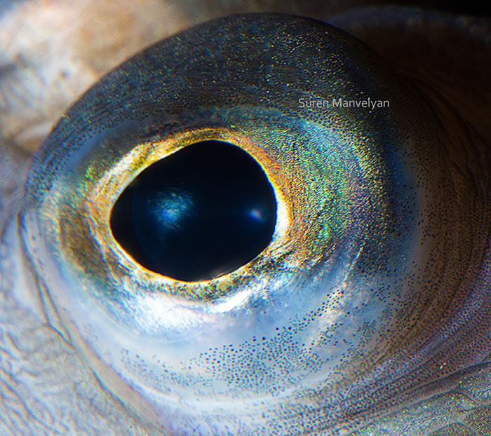 Closeup Photos Of Animal Eyes by Suren Manvelyan