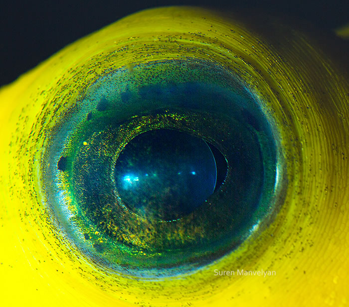 Closeup Photos Of Animal Eyes by Suren Manvelyan