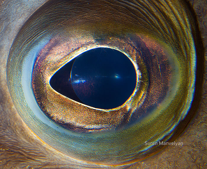 Closeup Photos Of Animal Eyes by Suren Manvelyan