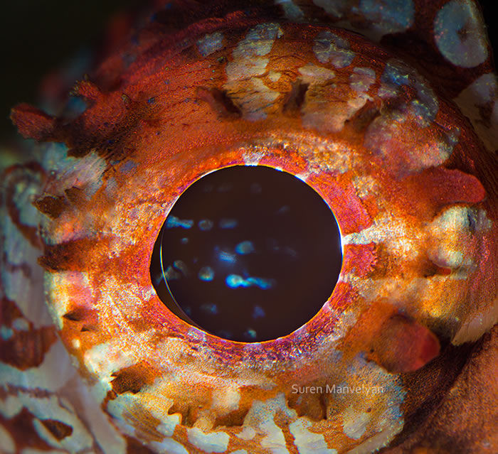 Closeup Photos Of Animal Eyes by Suren Manvelyan