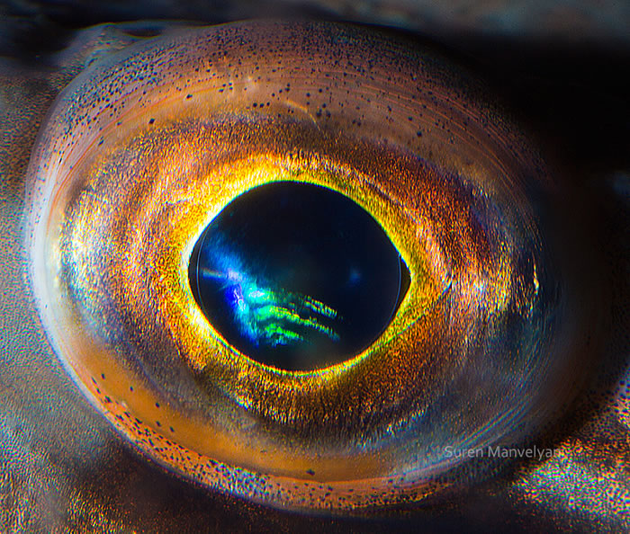 Closeup Photos Of Animal Eyes by Suren Manvelyan