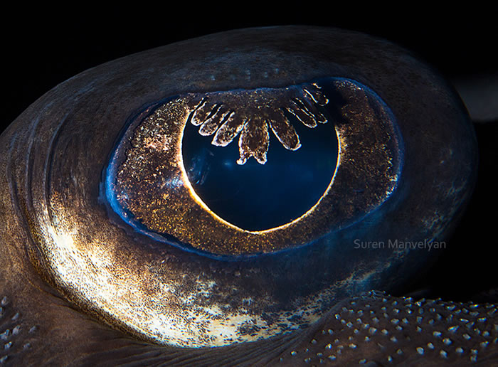 Closeup Photos Of Animal Eyes by Suren Manvelyan