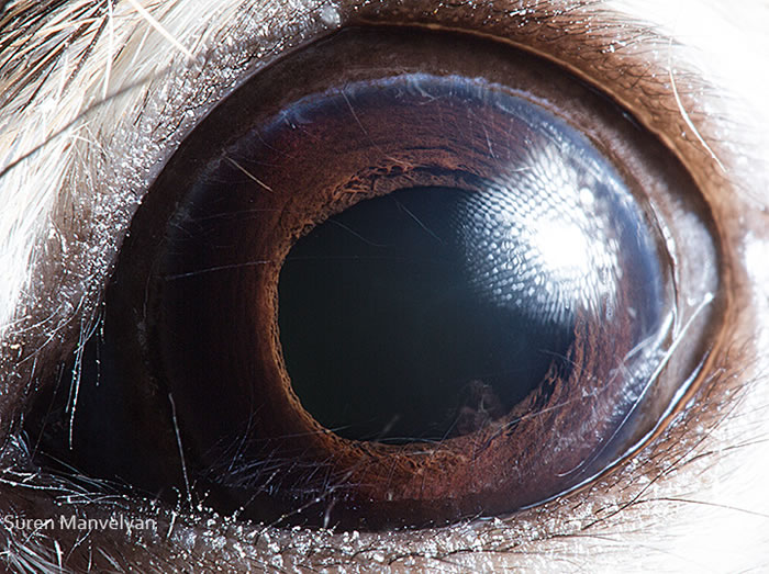 Closeup Photos Of Animal Eyes by Suren Manvelyan