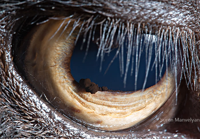 Closeup Photos Of Animal Eyes by Suren Manvelyan