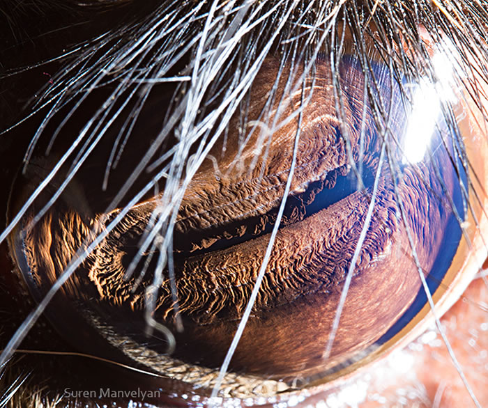 Closeup Photos Of Animal Eyes by Suren Manvelyan