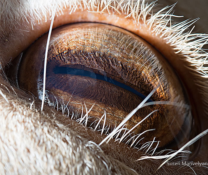 Closeup Photos Of Animal Eyes by Suren Manvelyan