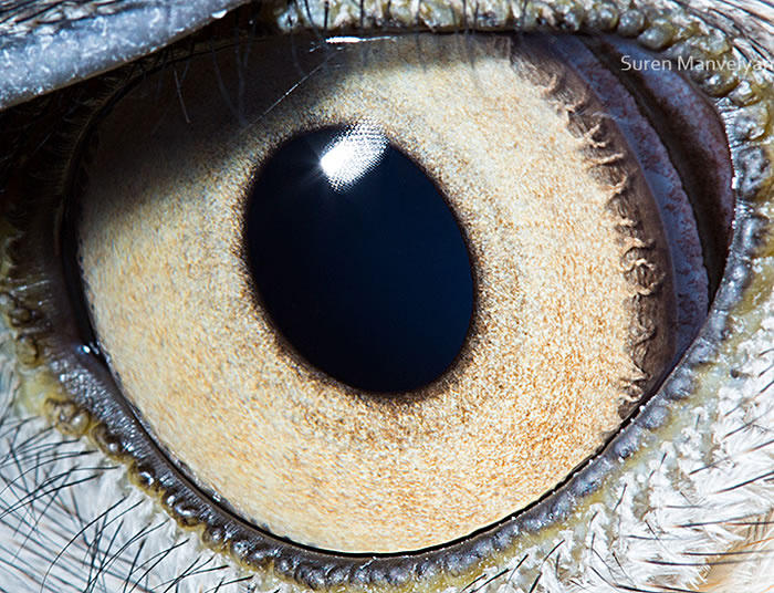 Closeup Photos Of Animal Eyes by Suren Manvelyan