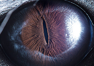 Closeup Photos Of Animal Eyes by Suren Manvelyan