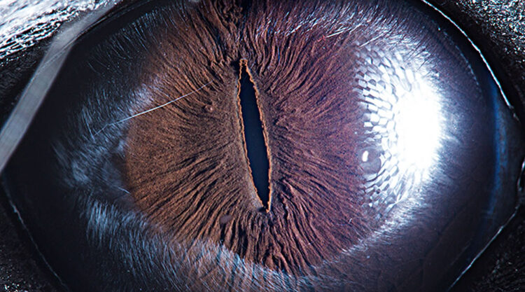 Closeup Photos Of Animal Eyes by Suren Manvelyan