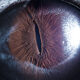 Closeup Photos Of Animal Eyes by Suren Manvelyan