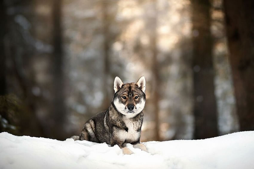 Dog Photography By Fleur Scholte