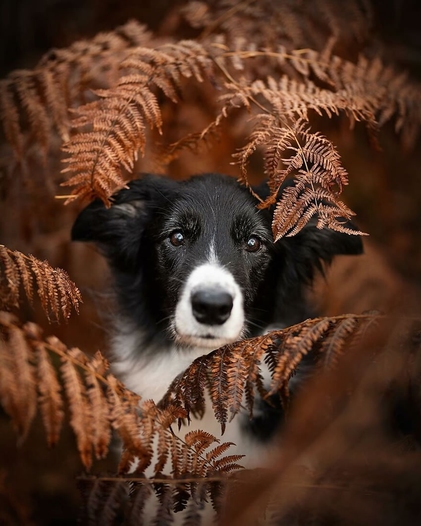 Dog Photography By Fleur Scholte