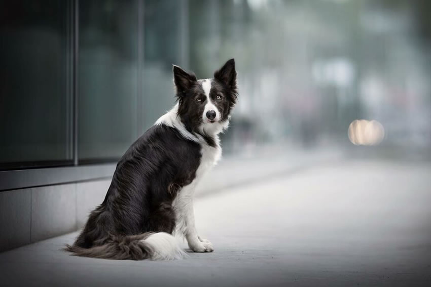 Dog Photography By Fleur Scholte