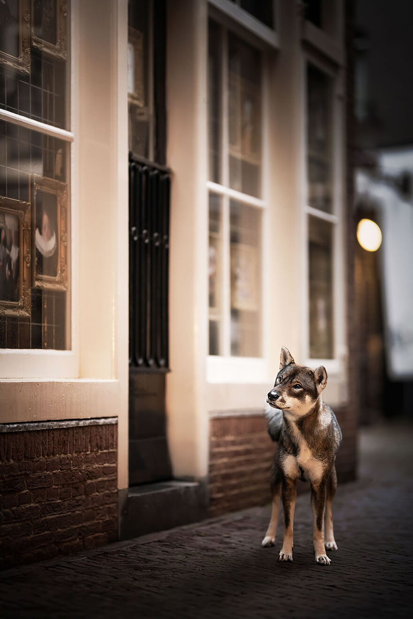 Dog Photography By Fleur Scholte