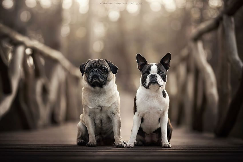 Dog Photography By Fleur Scholte