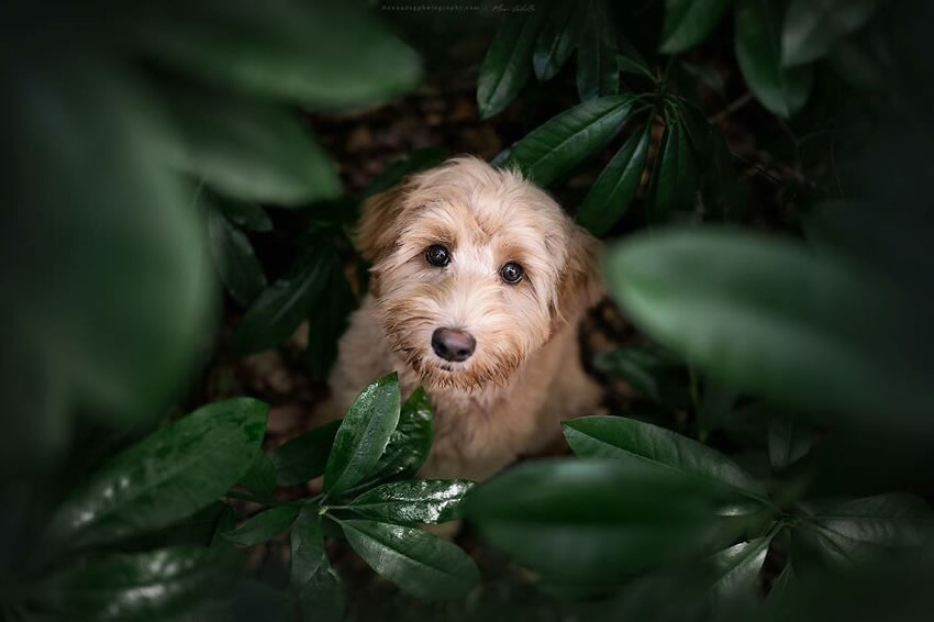 Dog Photography By Fleur Scholte