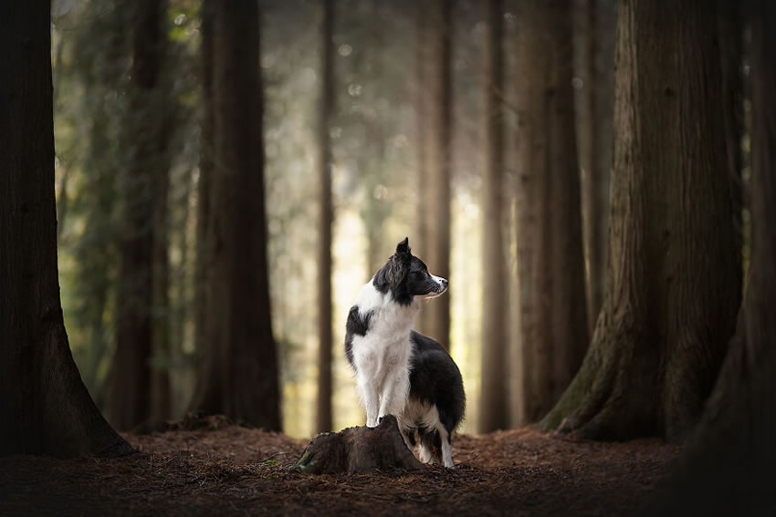 Dog Photography By Fleur Scholte