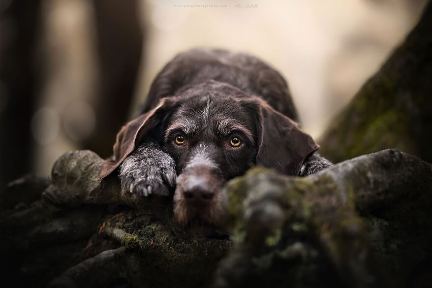 Dog Photography By Fleur Scholte