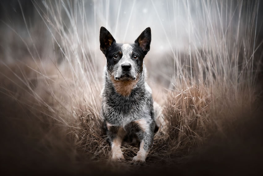 Dog Photography By Fleur Scholte