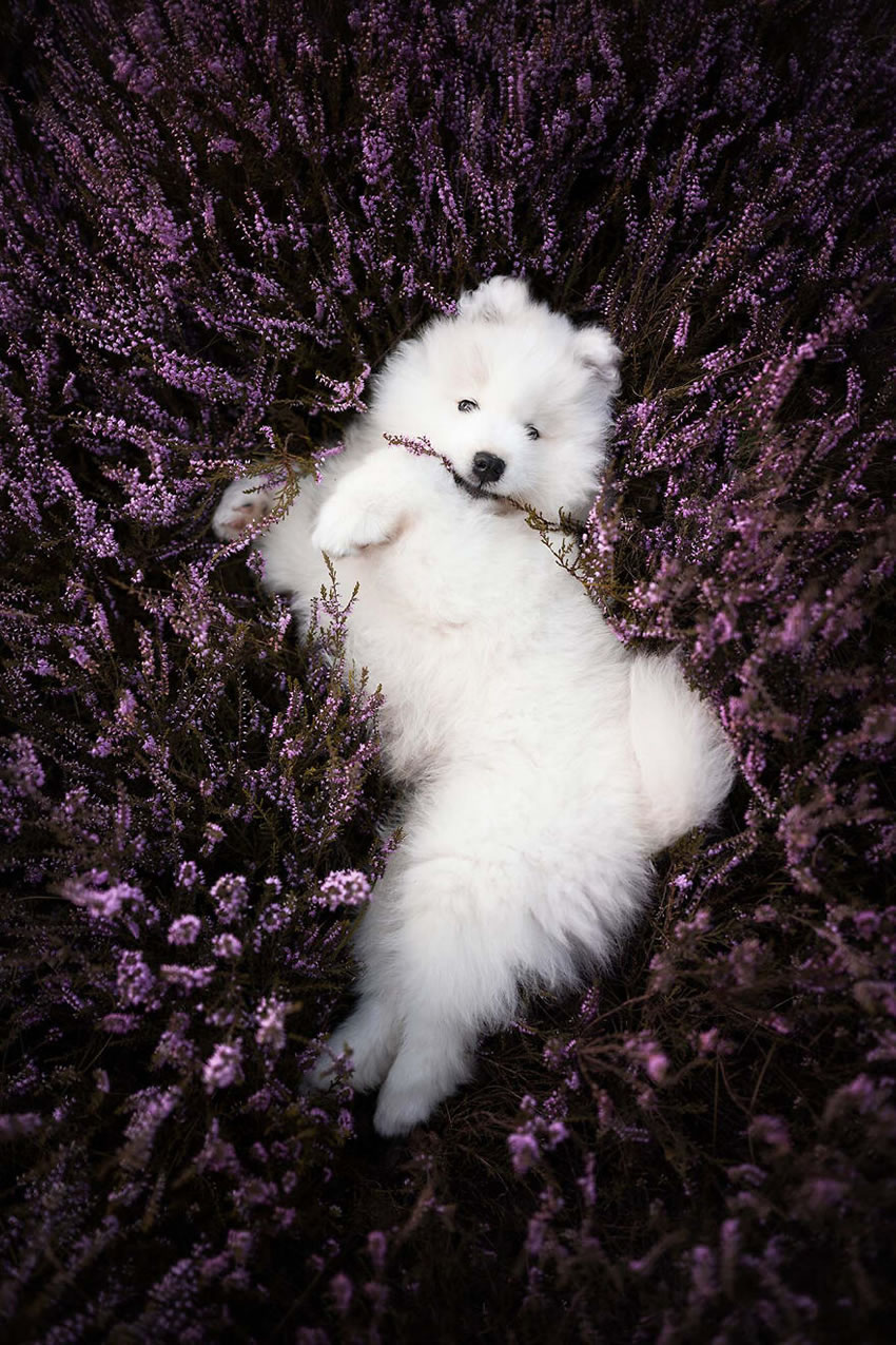 Dog Photography By Fleur Scholte