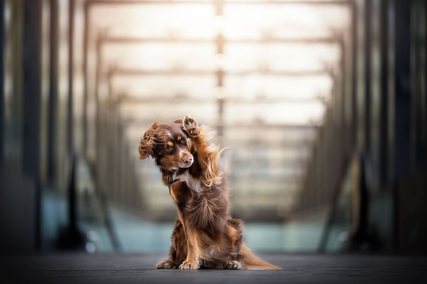 Dog Photography By Fleur Scholte