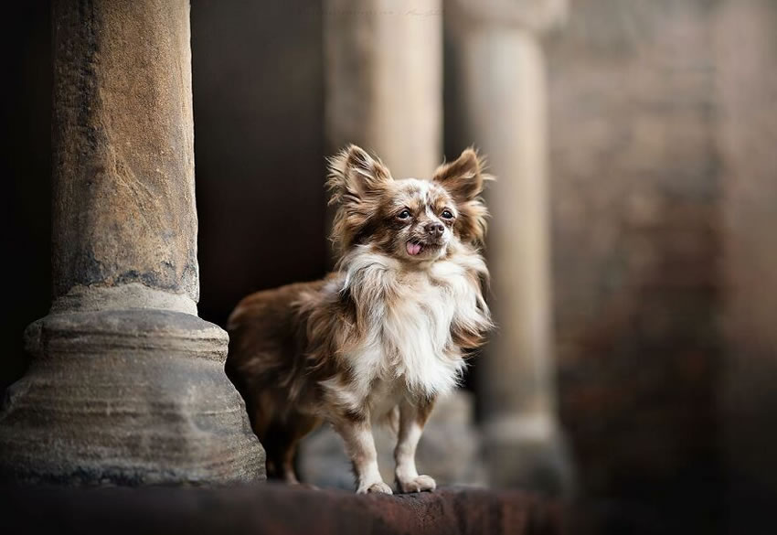 Dog Photography By Fleur Scholte