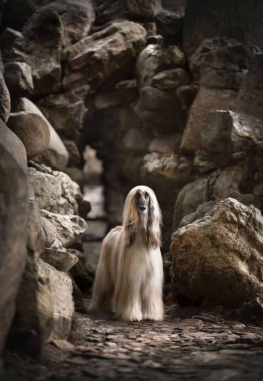 Dog Photography By Fleur Scholte