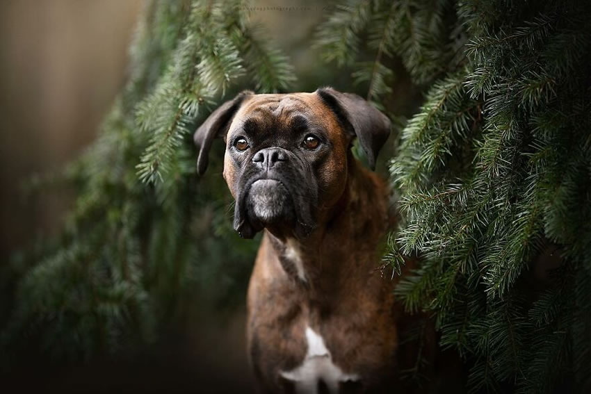 Dog Photography By Fleur Scholte