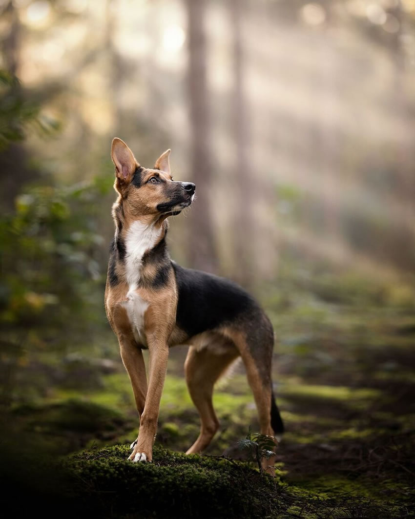 Dog Photography By Fleur Scholte