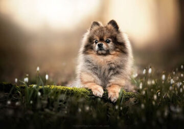 Dog Photography By Fleur Scholte