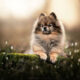 Dog Photography By Fleur Scholte